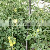 Red Fresh Tomato thumbnail-5