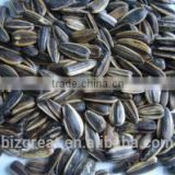 Chinese Raw Bulk Sunflower seeds 5009
