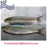 Sardine Fish Scientific Name of Fish thumbnail-1