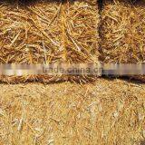 Wheat Straw Hay Bale, Hay for Animal Feeding, Straw Bale, Wheat Hay Bale, Wheat Straw Hay thumbnail-1