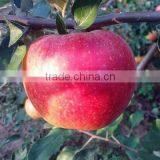 High Quality Fresh Apple Fruit Fresh Qinguan Apple thumbnail-2