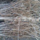 Ulmus Pumila L. Seedling thumbnail-5