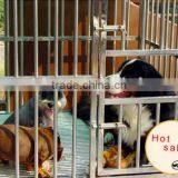 5cm Gap Between Galvanized Bars Safe Pet Dog Runs Panel 5'x10' European Style Outdoor Dog Kennel thumbnail-3