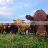 Agrolink Quality and Quantity Assured Hot Sale Slow Release Compound Fertilize thumbnail-1