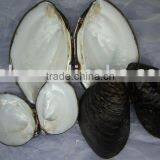 Raw Chinese Freshwater Mussel Shell