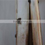 Artificial Flowers Wholesale Wholes EVA Flowers Foam Plants thumbnail-3