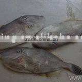 Frozen Leather Jacket Fish thumbnail-1