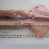 Frozen Wholesale Squid Tube u5 u7 U10 thumbnail-1