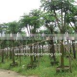 Heteropanax Fragrans (Roxb.) Ornamental Plants