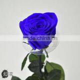 Wholesale Beautiful Real Natural Preserved Flower Preserved Rose With Stem thumbnail-2