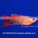 Guppy Fish Fish Farm For Sale and Export / Tropical Fish Exporter Thailand thumbnail-3