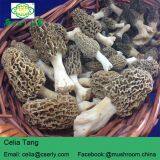 Dried Morels Morchella Esculenta thumbnail-2