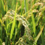 Mepiquat Chloride 25%AS/SL thumbnail-2