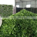 Green Seaweed Ulva Flakes In Fuzhou,China