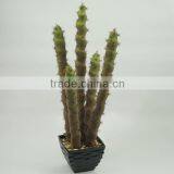 Factory Direct Selling Succulent Plants Bonsai for Indoor Decoration thumbnail-1