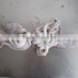 Frozen Octopus BQF Octopus Of Various Sizes thumbnail-1