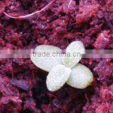 2015 Hight Power 30W Led Grow Light Hydroponics And Aquaponics thumbnail-2