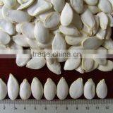 Supplying 11mm Snow White Pumpkin Seeds thumbnail-5