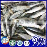 Newly Catches Frozen Round Scad Fish With Good Quality for Sale thumbnail-2