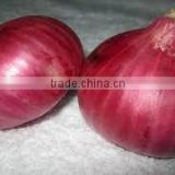 High Quality Large Size Fresh Red Onion at Lowest Price Per Ton