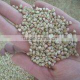 High Quality Raw Buckwheat Kernel thumbnail-2