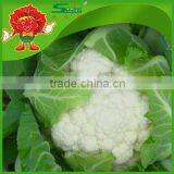 Best Quality Frozen Cauliflower thumbnail-2