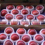 163# Qinguan Apple thumbnail-4