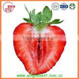 For Sale Bulk Fresh Strawberry thumbnail-5