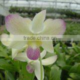 Dendrobium Hybrids Blooming Orchids Live Dendrobium