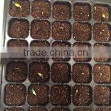 288 Cell Biodegradable Plant Growing Tray, 540*280mm, 35mm Depth thumbnail-1