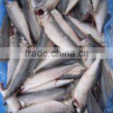Land Frozen Pacific Mackerel Headless thumbnail-1
