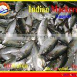 FROZEN W/R INDIAN MACKEREL thumbnail-2