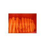 Fresh Carrots thumbnail-1