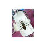 Lovely Amber thumbnail-1