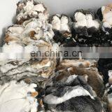 Natural Rabbit Skin and Rabbit Skins Price With Factory Price thumbnail-5