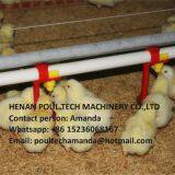 Mauritania Poultry Farming Equipment Automatic Broiler Deep Litter System & Chicken Floor Raising System With Automatic Nipple Drinker System