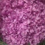 Wholesale Hydrangea Flowers at Best Price with High Quality