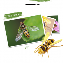 3D Insect Paper Model Bee Assembly Model Paper Crafts 3D Puzzle DIY Toys Gifts for Kids and Adults Teens Boys Girl thumbnail-2