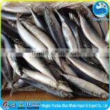 100-200g Scomber Mackerel