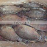 Frozen Tilapia Whole Round and Gutted Scaled