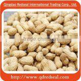 2015 New Crop Roasted Peanuts in Shell