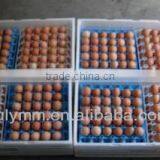 30-cell Plastic Egg Tray/box/carton thumbnail-2