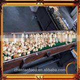 New Frozen Chlamys Farreri