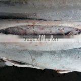 Frozen Stripe Marlin Frozen Fish Red Marlin thumbnail-2