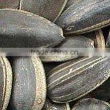 Black Sunflower Seeds thumbnail-2