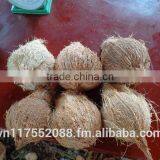 Semihusk Mature Coconut thumbnail-1