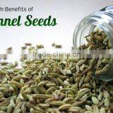 Fennel Seeds