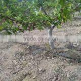 High Quality PE Pressure Compensation Drip Pipe for Irrigation System thumbnail-2