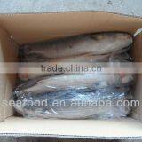 Frozen Whole Round Mullet(mugil Cephalus) thumbnail-1