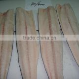 150-250g new landed spanish mackerel fillet ,horse mackerel for market